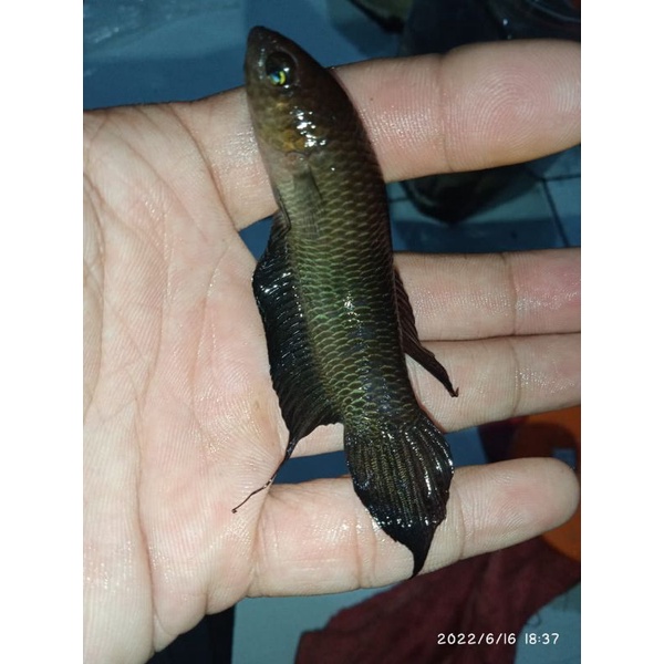 wild Betta simorum jumbo sepasang