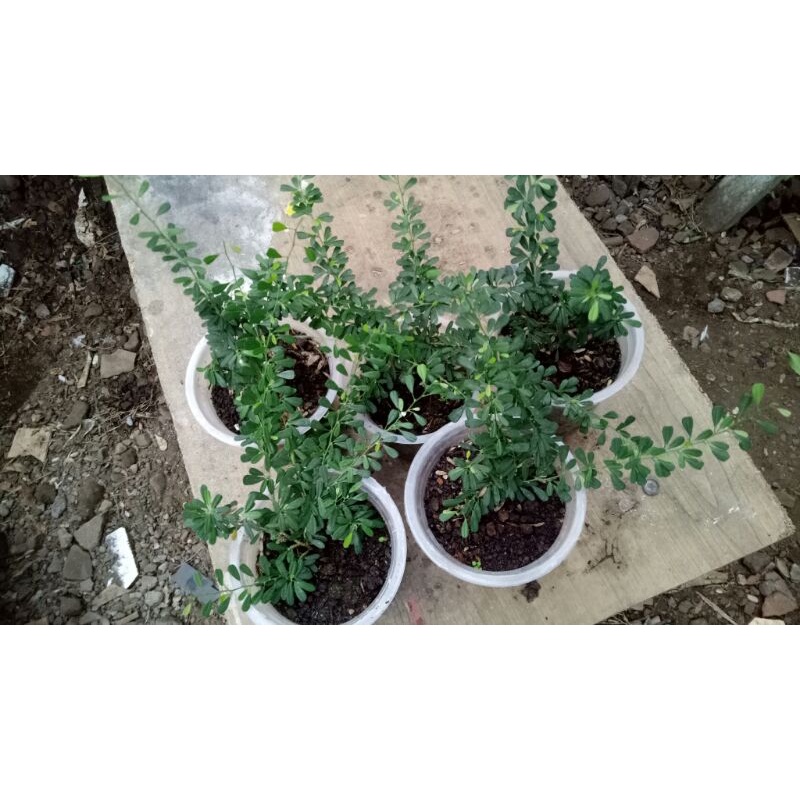 BIBIT SAENG SIMBUR SUPER MIKRO VIETNAM