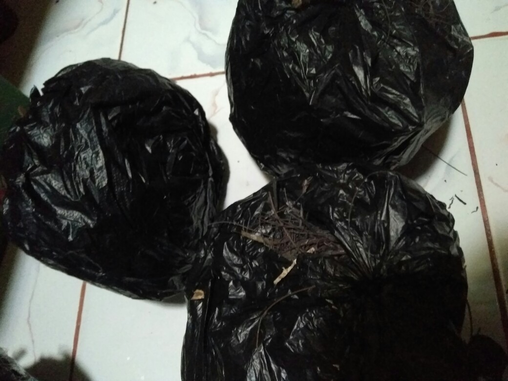 Kaliandra Media Tanam Anggrek