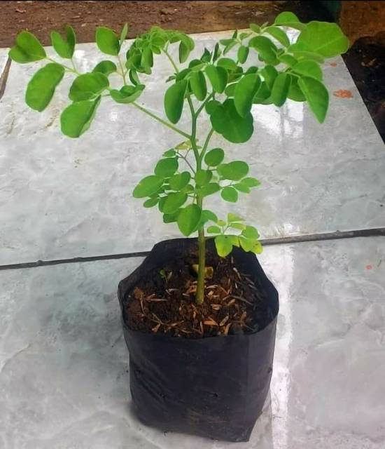 Tanaman Obat Pohon Kelor Bunga Benih Tanaman Bibit Pohon Bibit Buah Bibit Tanaman Shopee Indonesia