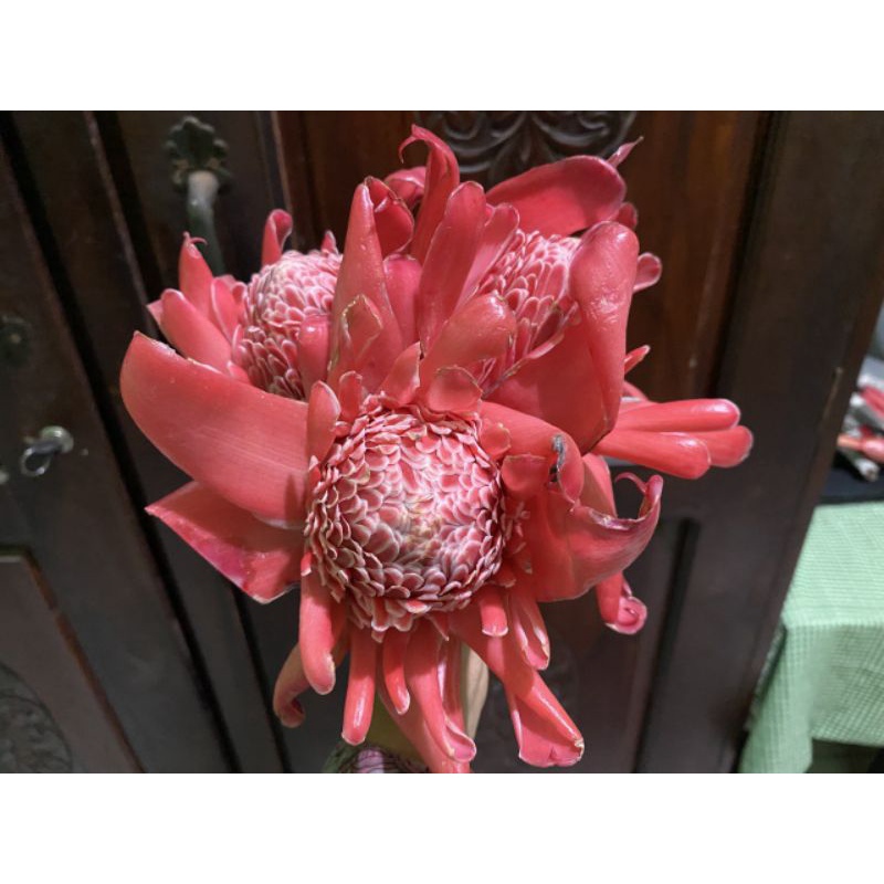 

KECOMBRANG/HONJE MERAH MEKAR SEGAR