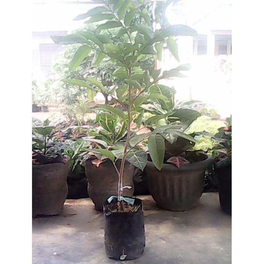 Bibit Buah Kelengkeng Kd M4Il