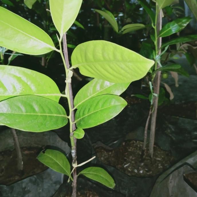 monggo] bibit okulasi black sapote jumbo tanpa biji