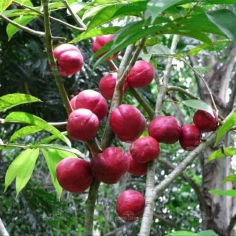 

buah mahkota dewa/buah simalakama