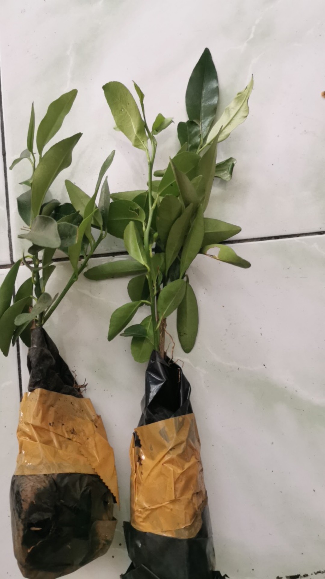 Bibit Daun Bidara Arab/ Pohon Bidara Daun Bidara Untuk Ruqyah