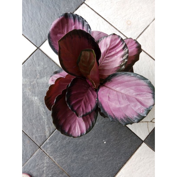 Calathea crimson super rimbun