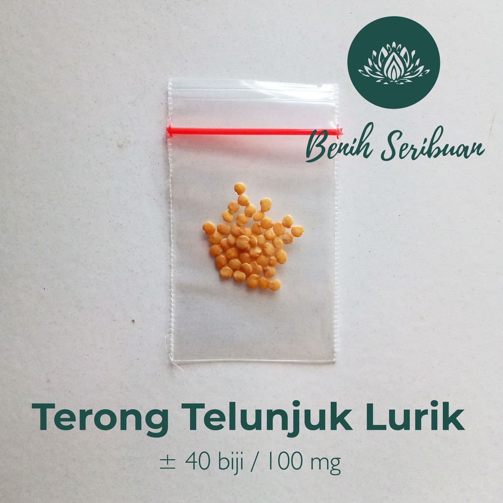 40 Bibit Terong Telunjuk Lurik Benih Sayuran Tunjuk Medan Unggul - Bibit Tanaman Sayur Seribuan