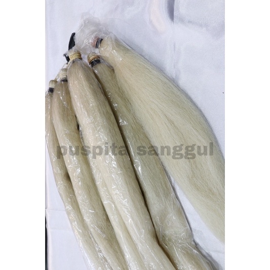 Cemara Putih Uban / Cemara Putih / Cemara Uban / Sopak / Rambut Cemara