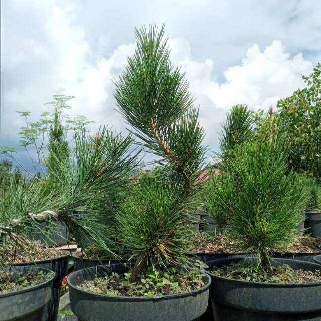 Bahan Bonsai Black Pine Impor