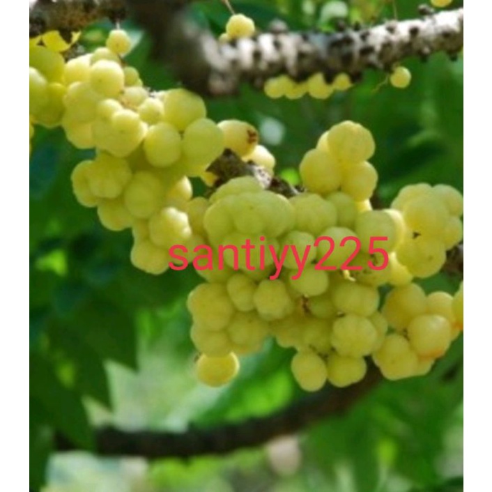 

buah Cermai segar 500 grm