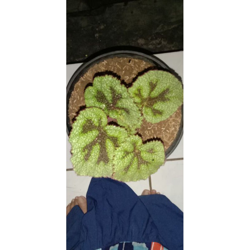 begonia tapak macan