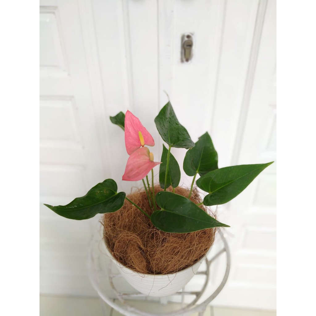 Tanaman Hias Indoor Pink Flamingo Anthurium / Anthurium Bunga Pink