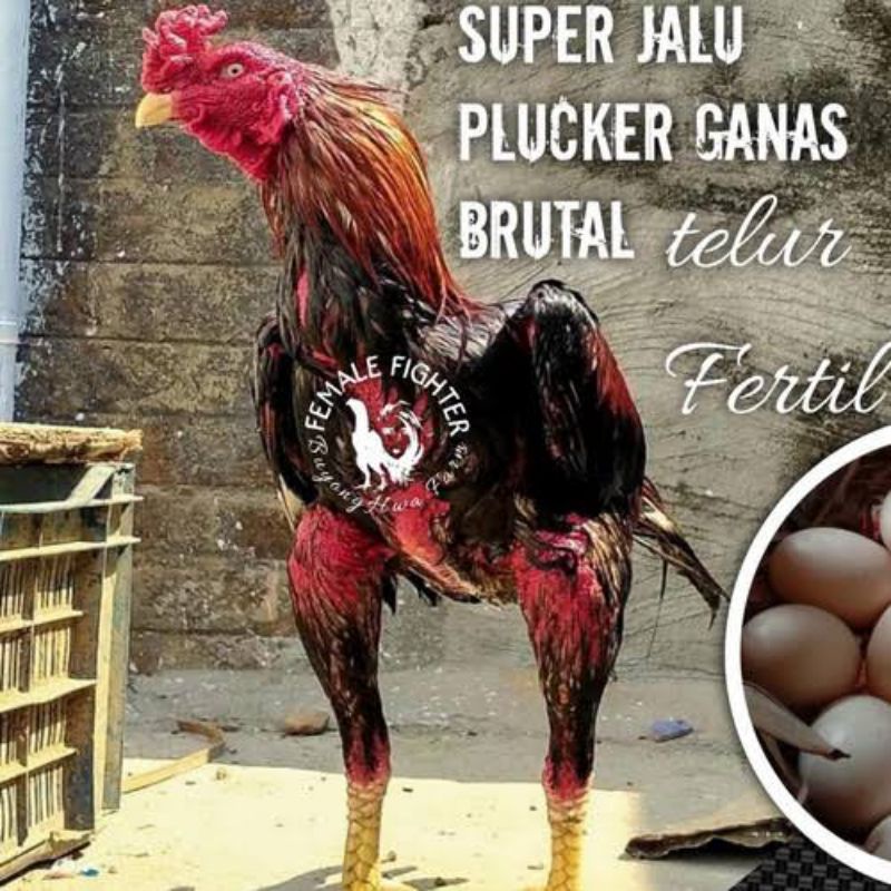 TELUR AYAM PLUCKER USA ORIGINAL BRUTAL UNTUK DI TETASKAN