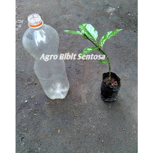 Bibit markisa manis tanaman markissa buah markisa