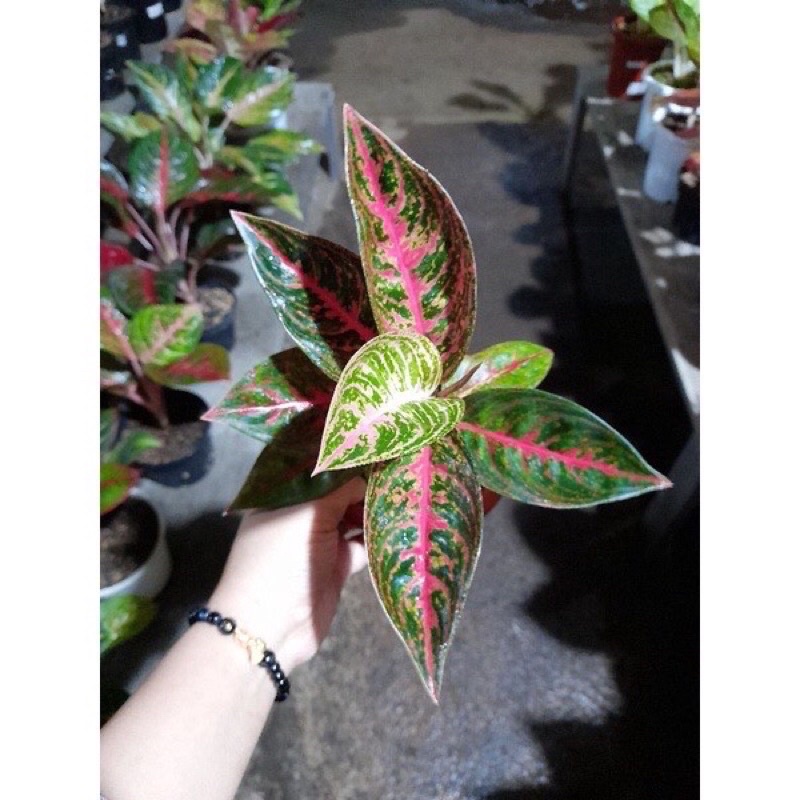 Aglonema Reanita Baby/anakan