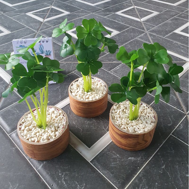 Bunga Daun Semanggi Mini / Mini Clover + Pot