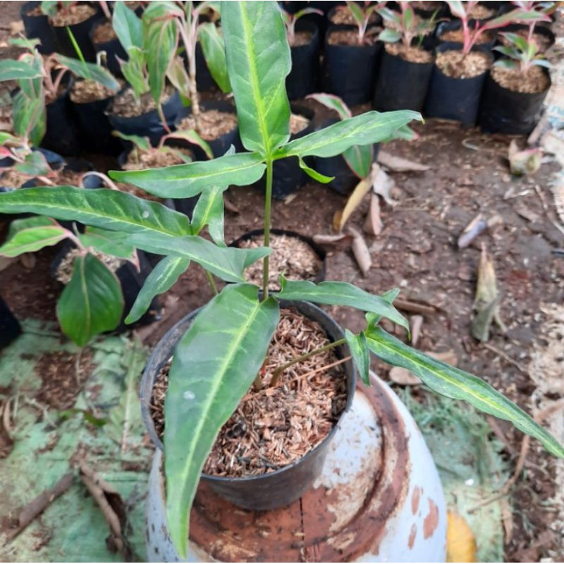 tanaman hias syngonium angustatum