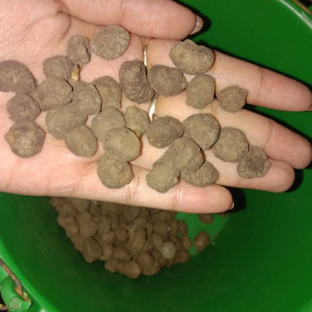 bibit katak porang mini 1kg isi banyak