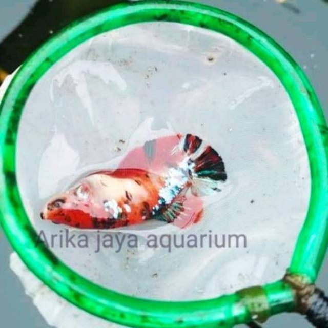 ikan cupang betina female plakat koi line galaxy nemo multi murah ecer grosir