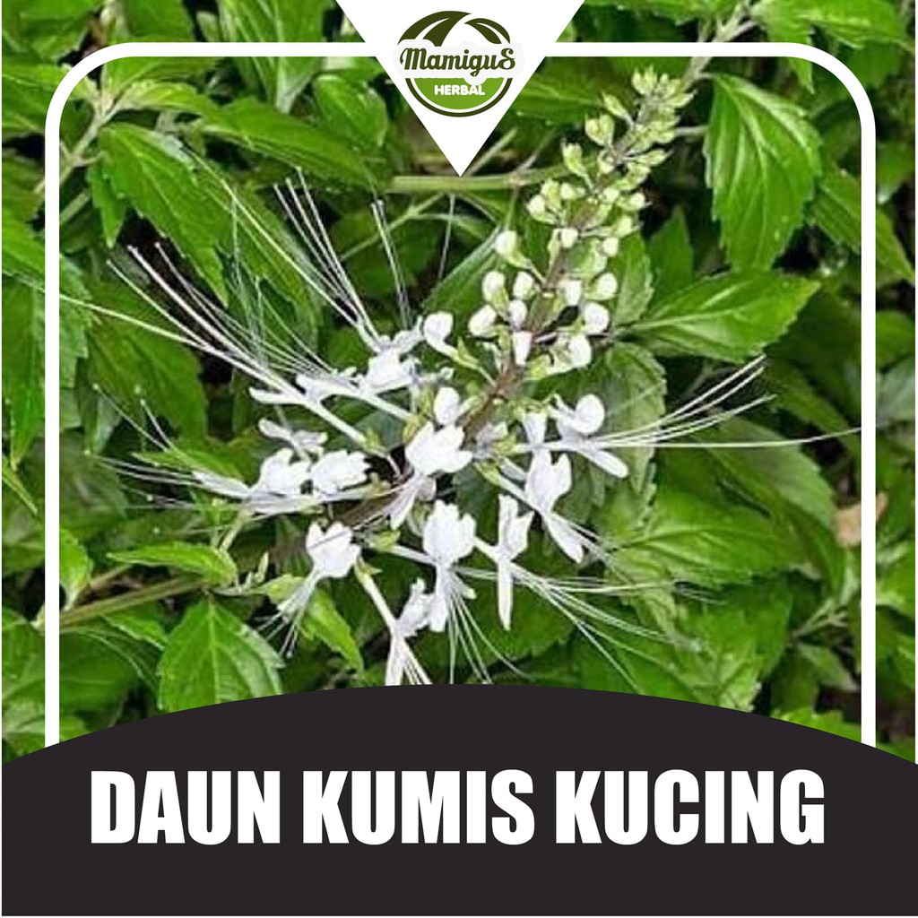 

Daun Kumis Kucing Segar Herbal