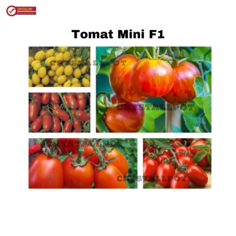 benih bibit tomat mini f1 juliet known you seed - KYS JULIET