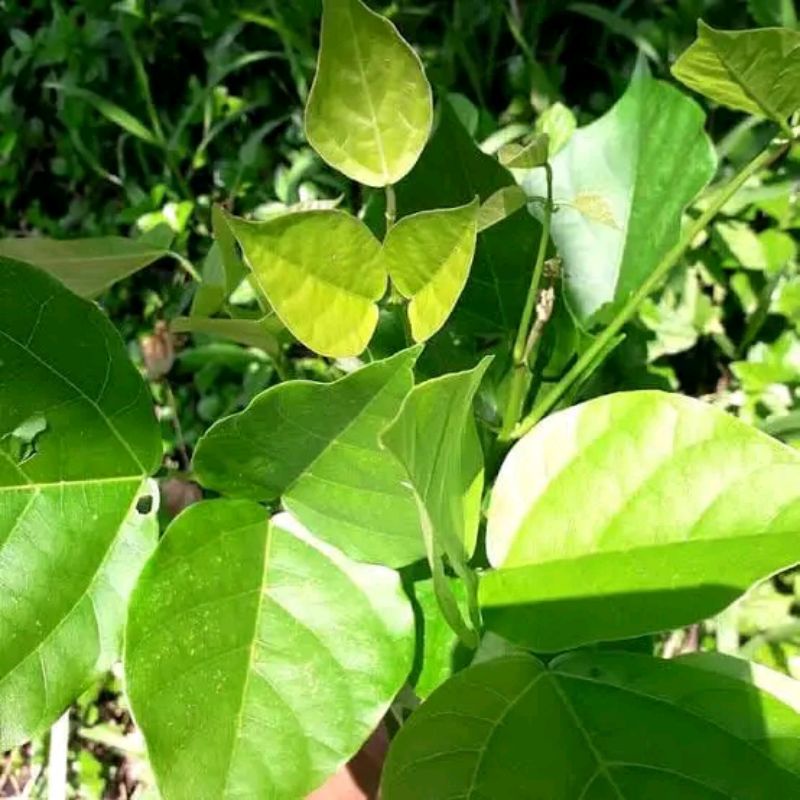 

Daun dadap serep segar per 50 lembar