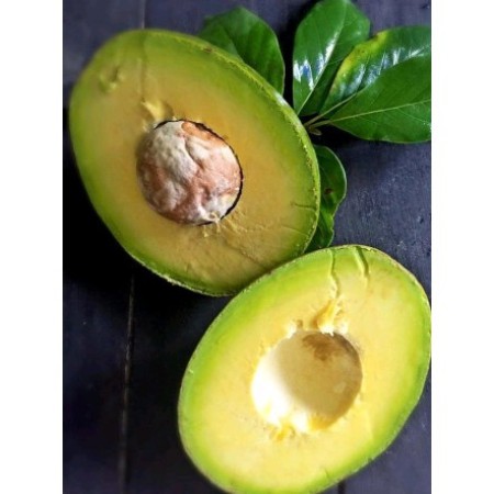 alpukat wina jumbo / bibit tanaman alpukat wina