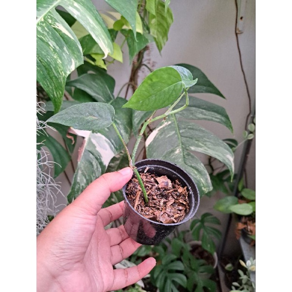 EPIPREMNUM CEBU BLUE F1 ORI