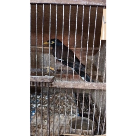 BURUNG JALAK NIAS JADI