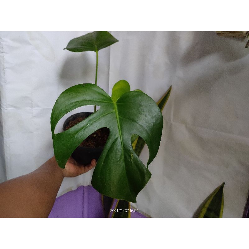 monstera Brazilian / Philodendron monstera Brazilian