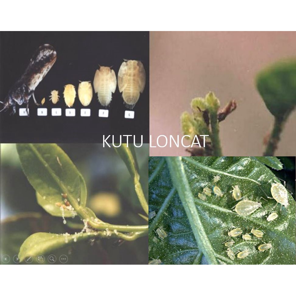 BOOMBER NATURO Whitefly DT DR Pembasmi Kutu Kebul Bemisia Tabaci Kutu Putih Pestisida Nabati Insectisida Organik Natural Herb BOMBER NATURO pembasmi kutu putih kebul loncat Tungau Kepinding Tanah