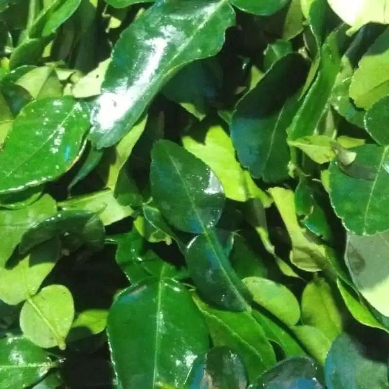 

Daun jeruk purut