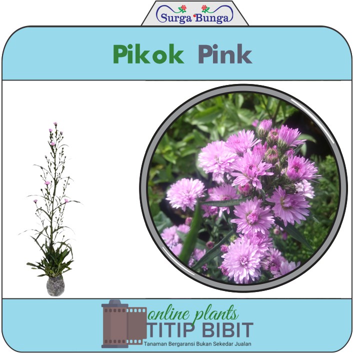 bibit bunga pikok pink - pikok pink peacock (belum berbunga)