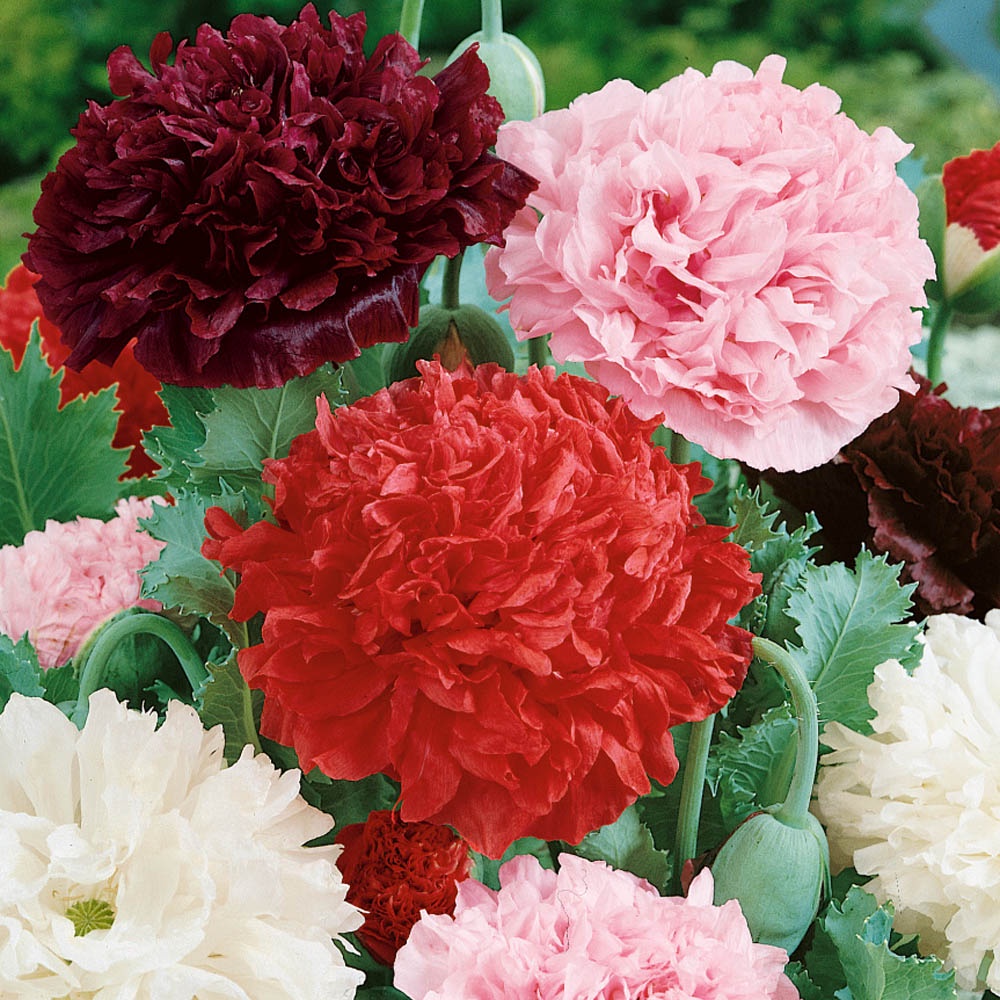 Benih Bibit Biji - Poppy Peony Flowered Mixed Color Flower Seeds - IMPORT