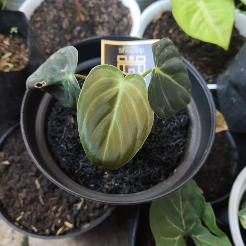 Philodendron Melanochrysum