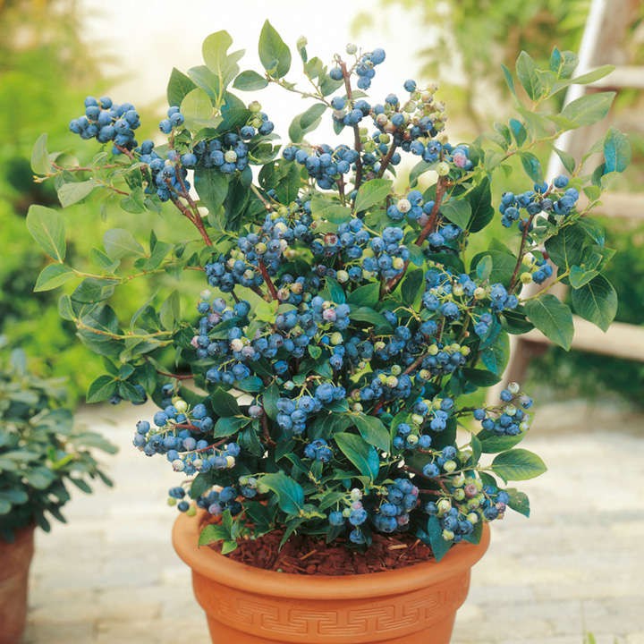 Biji Buah Blueberry - Bibit Tanaman Pohon Buah Blueberry - Benih Buah Blueberry - COD