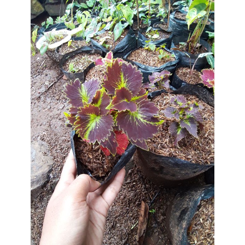 tanaman bunga miyana hias / pohon miyana langka