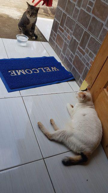 Cemen Batik Hrb026 Kenongo Kemeja Tosca Pendek Pekalongan Padi M L Xl Sogan Tulis Halus Kemeja Batik