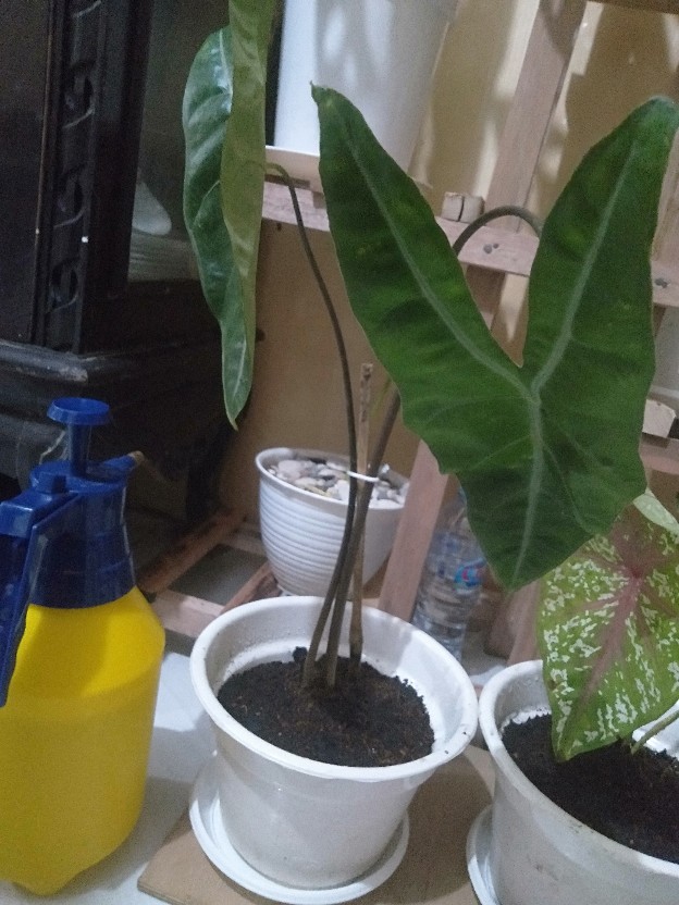 Alocasia Kupng Kelinci Murah
