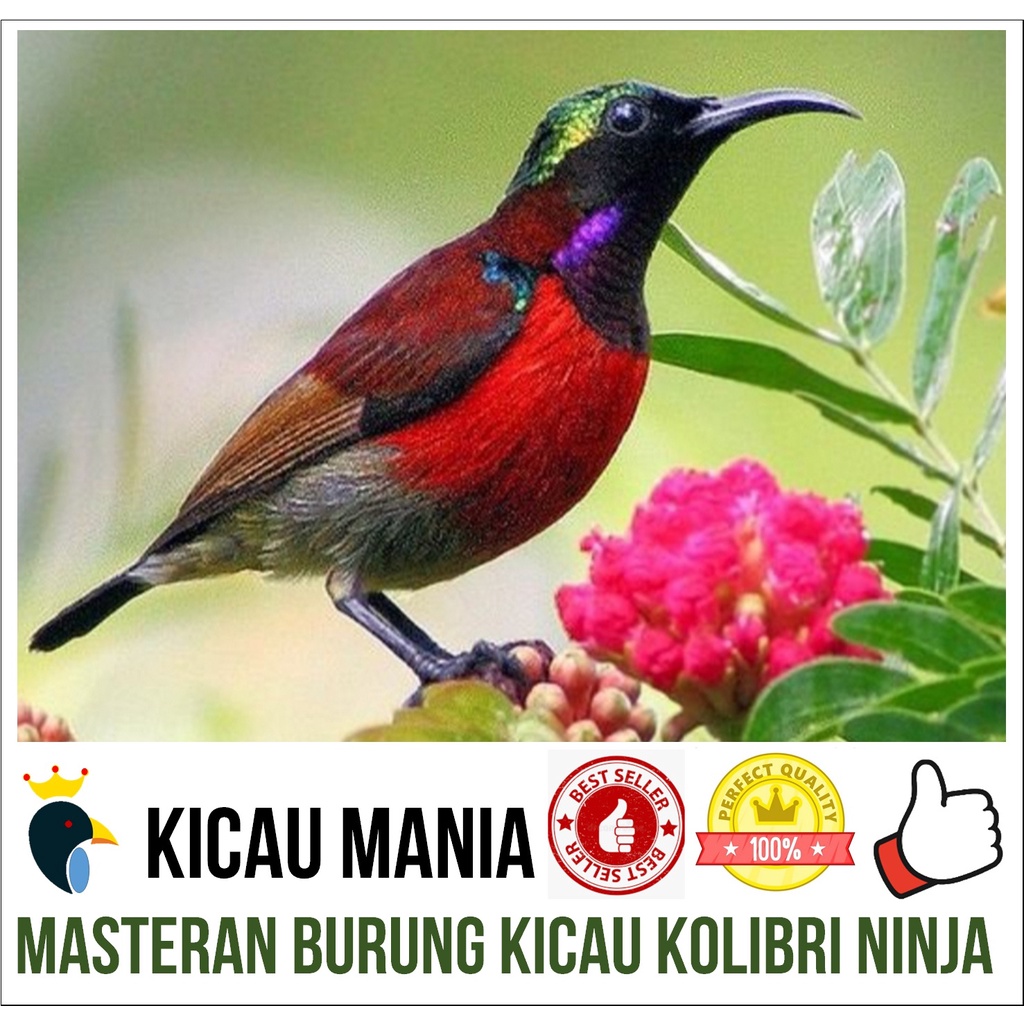 Masteran Burung Kolibri Ninja Gacor