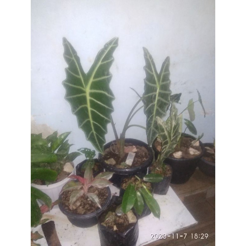 keladi amazon jumbo spesial size besar