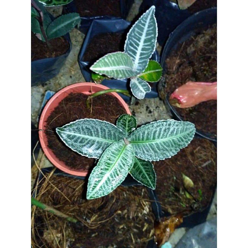 

Labisia WhiteLime