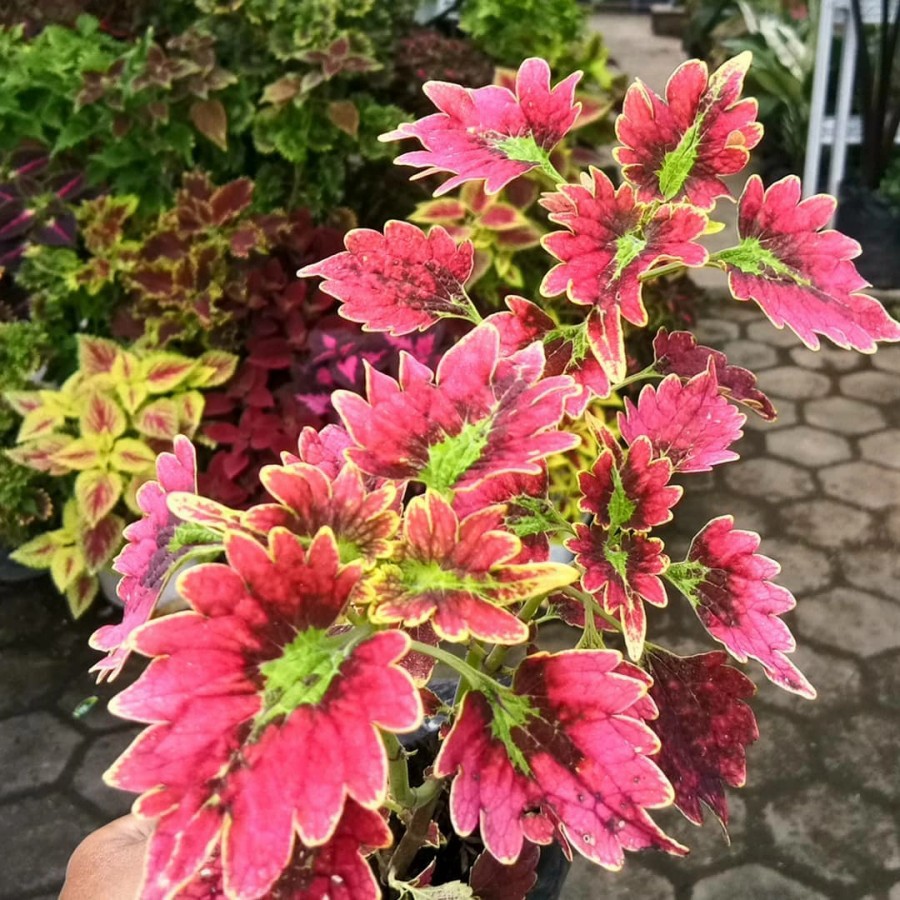 Tanaman Hias Miana Kipas Merah Tanaman Hias Miana | Shopee Indonesia