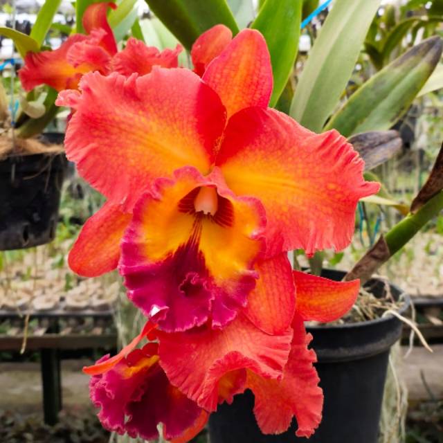 agustina_flowerentina