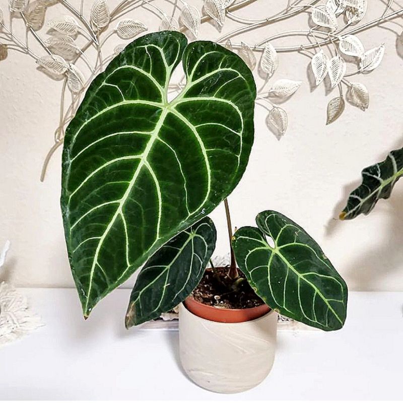 Ready stok Anthurium Regale kualitas dijamin original