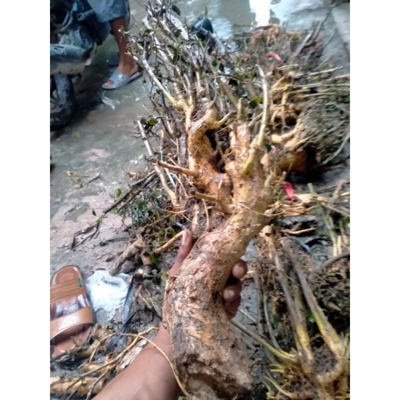 BAHAN BONSAI DONGKELAN SERUT FREES