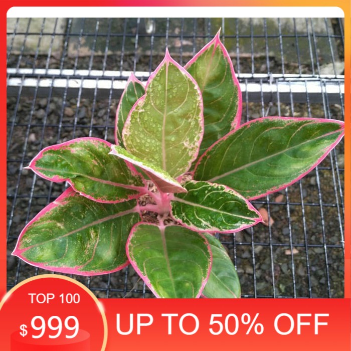 SALE Bonggolan Aglonema Lipstik Peterpan