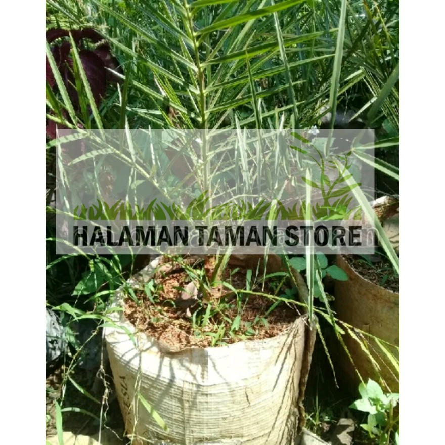 Tanaman Hias Palem Kenari - Pohon Palm Kenari 40-50 cm