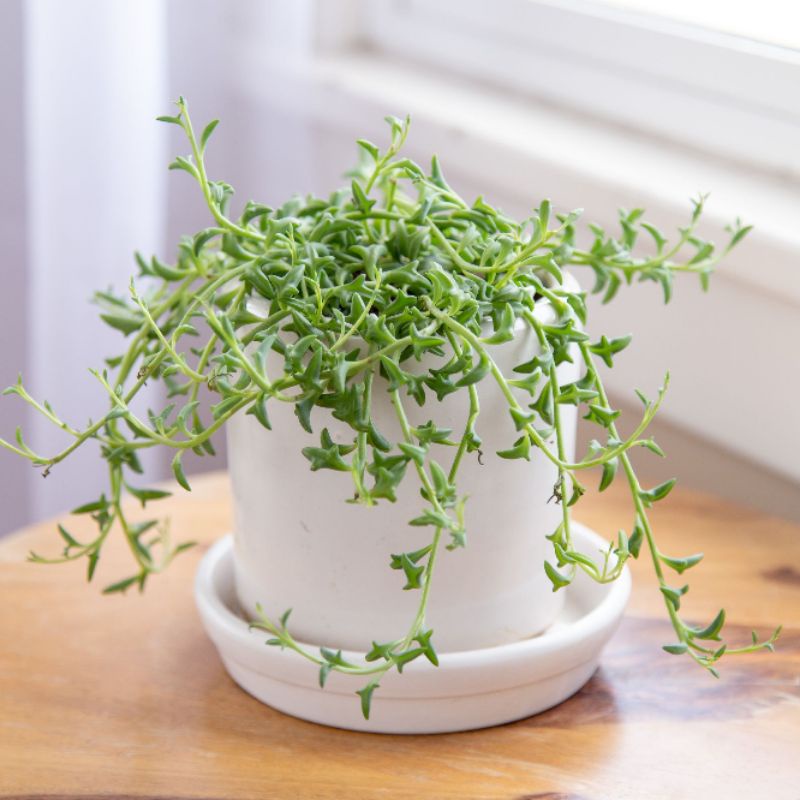 Sukulen String of Dolphin / Senecio Peregrinus