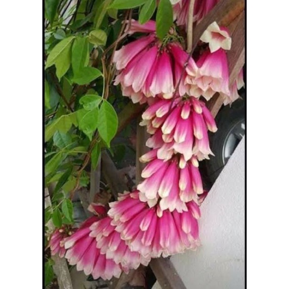 bibit bunga tecomanthe tanaman hias dan pakan lebah